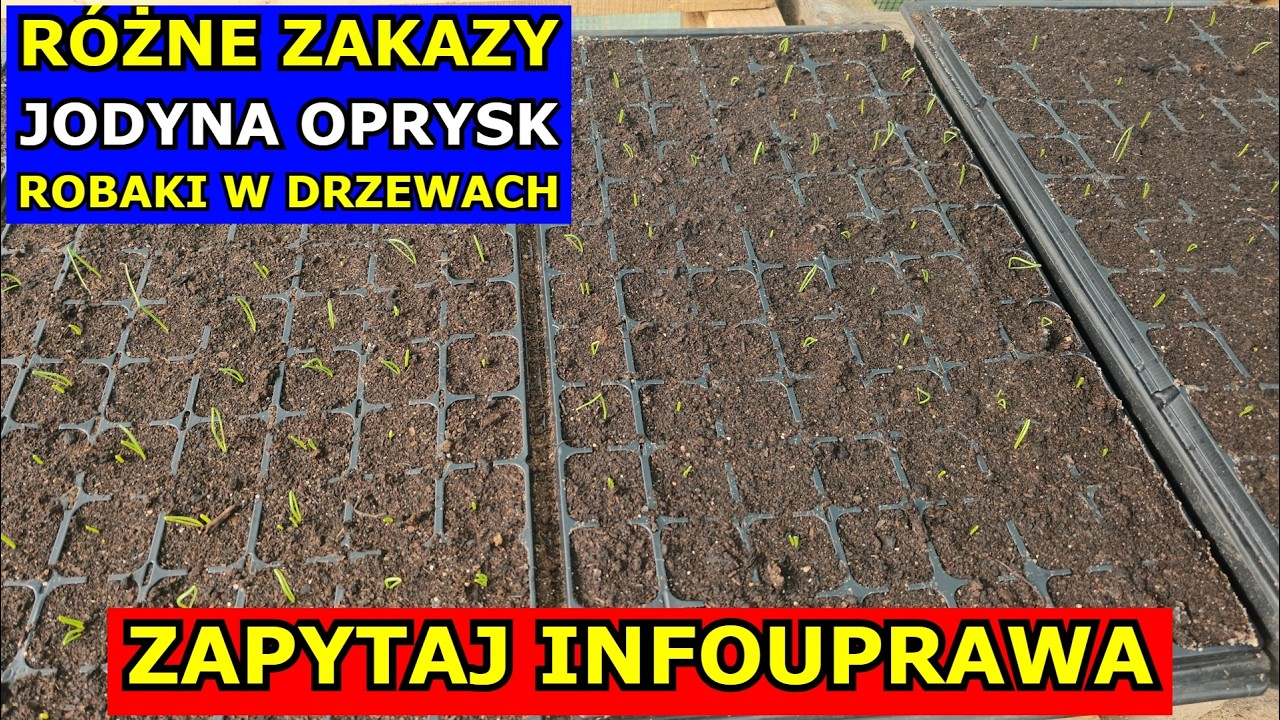 Zakazy. Rozdawanie Nasion. Wybiegnięte Warzywa co robić. Jodyna Oprysk. Robaki w Drzewach Owocowych.