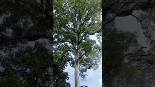 Panen Madu Hutan Kalimantan Utara(Sebuku)#Lebah Apis Dorsata Borneo