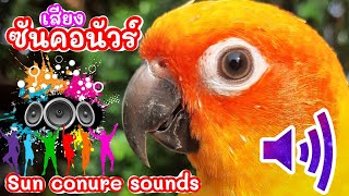 เสียงซันคอนัวร์ #Sunconure Sounds คลิปเสียงนกซันคอนัวร์ #คลิปเสียง #อาสี่