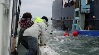 Tagging A 2,000-Pound Great White Shark | Video Tagging A 2,000-Pound Great White Shark | Video