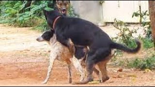 Troop of Phu quoc Ridgeback dog and bull dog 2 by Kh Animal-lover 612,492 views 2 years ago 1 minute, 3 seconds