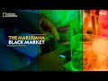 The marijuana black market  trafficked with mariana van zeller  full episode  s02e03  