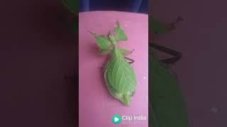 देखिये  पत्त्ते जैसा 🙄😱😵 चोंकाने वाला कीडा |Dangerous insect |