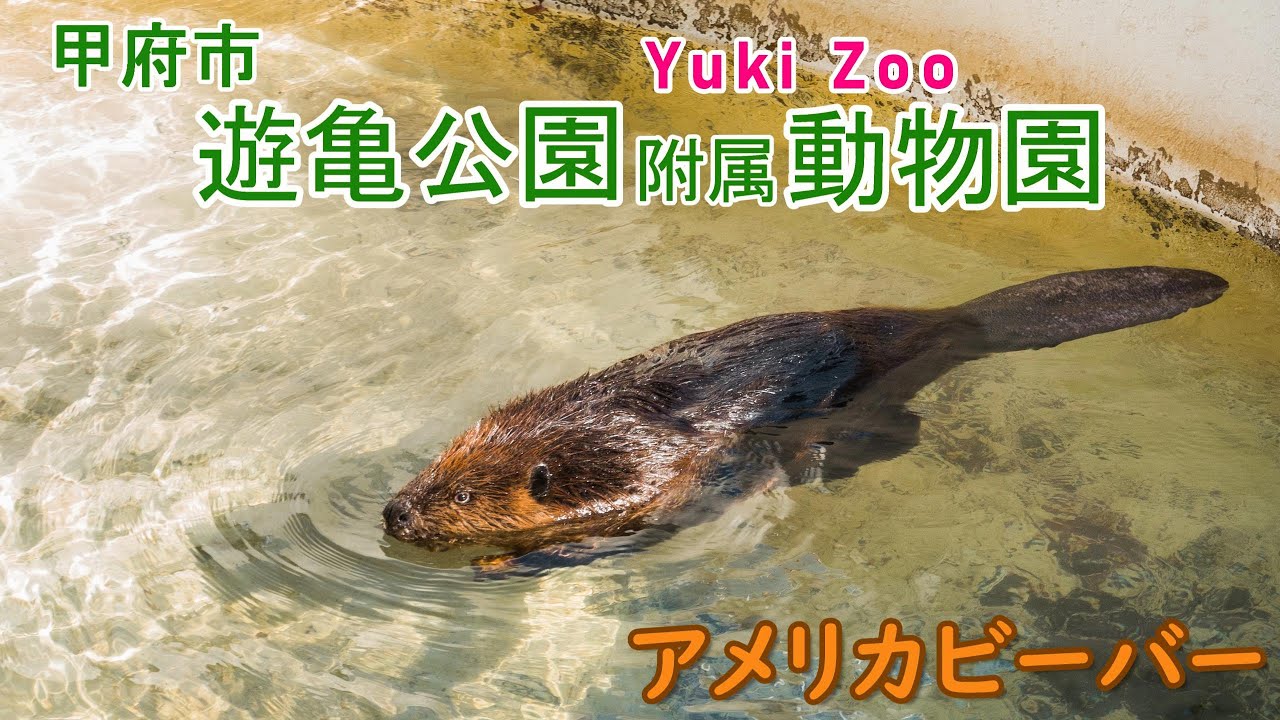 あずき 泳ぐアメリカビーバー 遊亀公園附属動物園 Youtube