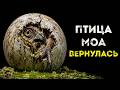 Гигантскую вымершую птицу возвращают к жизни