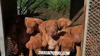 The Real American Pitbull Terrier Pitbull Puppies