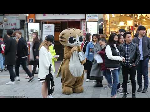 JHKTV] 신촌 명물고양이 와 드러머 이시영 뱅뱅  shin chon special <strong>cat</strong>&amp;<strong>amp</strong>; Drummer Lee Si-young bang bang