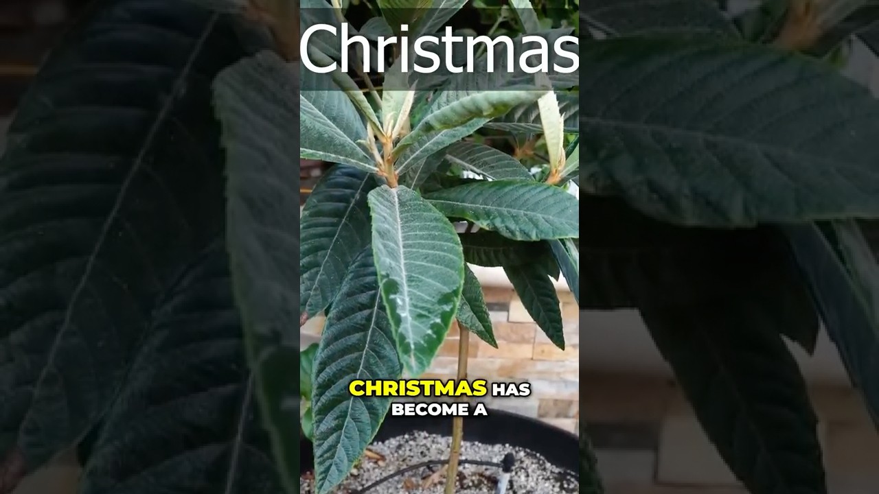 Dwarf Loquat ‘Christmas’ – A Majestic, Fruity Christmas Tree! 🎄🍑