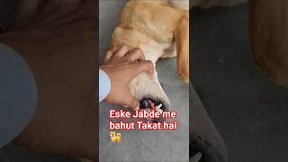 Eske jabde me bahut takat hai #puppy #funny #comedy #shorts #explore #dogshorts #petshub #shortsfeed