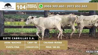 CERT 104   SIETE CABRILLAS S A