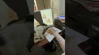 Cat Vs Printer  See for the first time