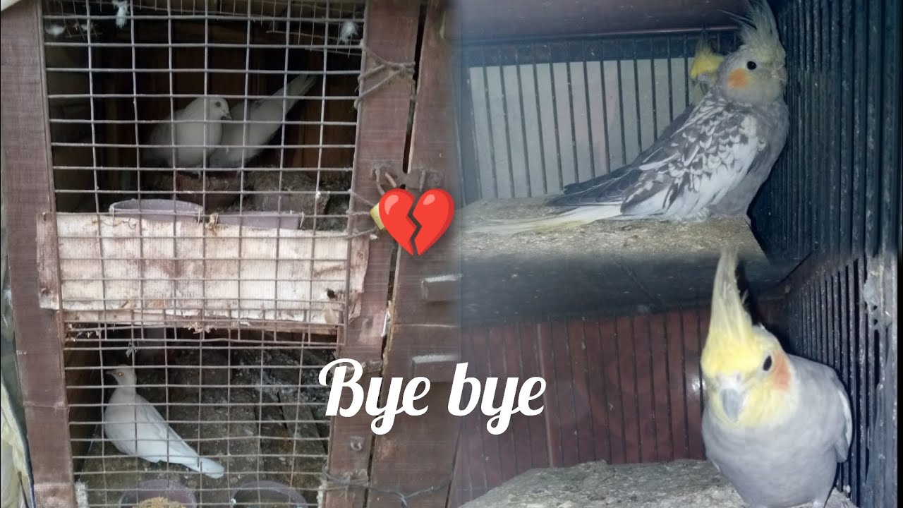 Jany ka wqt a gya🥺. Setup se kuch birds or cages ja rahy hn😢.