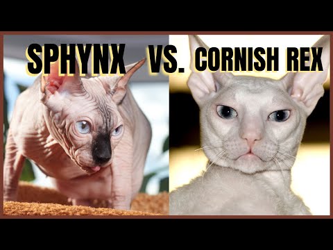 Video: Mèo Cornish Rex: Ngoại Hình, Tính Cách, đặc điểm Của Nội Dung