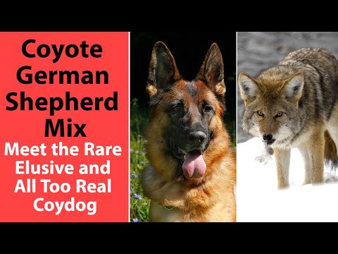 Coyote German Shepherd