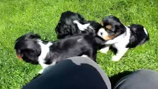 Cavalier King Charles Spaniel Puppies For Sale by Greenfield Puppies 32 views 11 hours ago 35 seconds