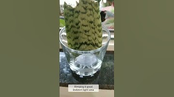 Easiest way to propagate your snake plant #cutting #snakeplant #grow
