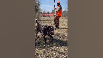 Wirehaired pointing griffon returns quail firefighter Jamie dropped on Upland Hunt