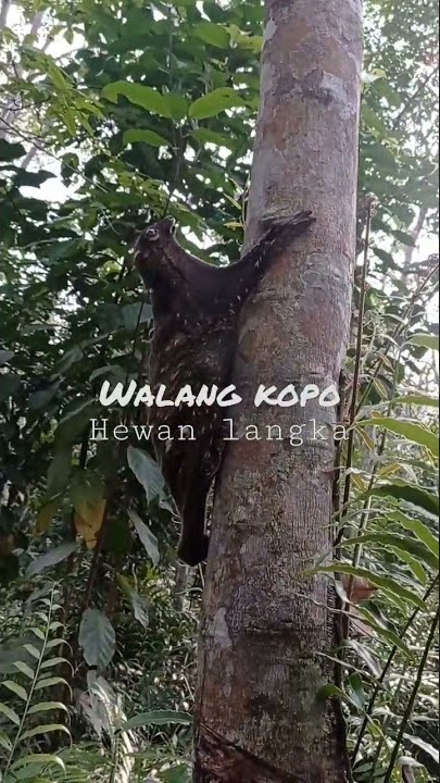 Penemuan hewan langka ketika memancing #walangkopo