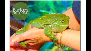 Frog Road Test. Keeping pet Green Tree Frogs and White-lipped Tree Frogs. Burke's Backyard by BurkesBackyard 154 views 2 weeks ago 4 minutes, 41 seconds