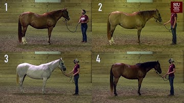 Ring One and Official Placings