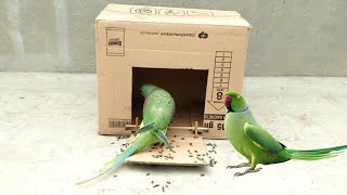 Parrot Bird Trap Make From Cardboard Box that Works 100%