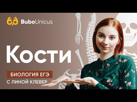 Видео: Кубическая зона кости, определение и анатомия - Карты тела