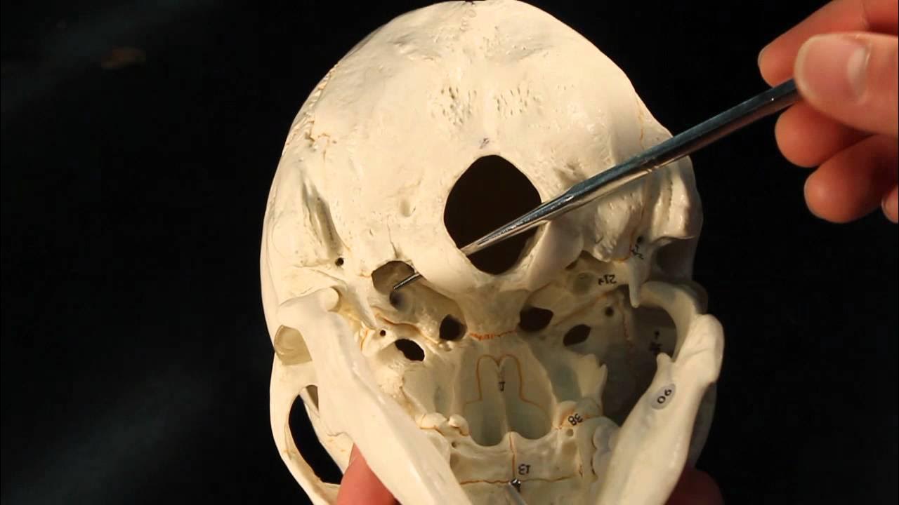 Холмогорская резьба по кости. Viscerocranium. Самая сложная кость. Occipital. Бедренная кость.