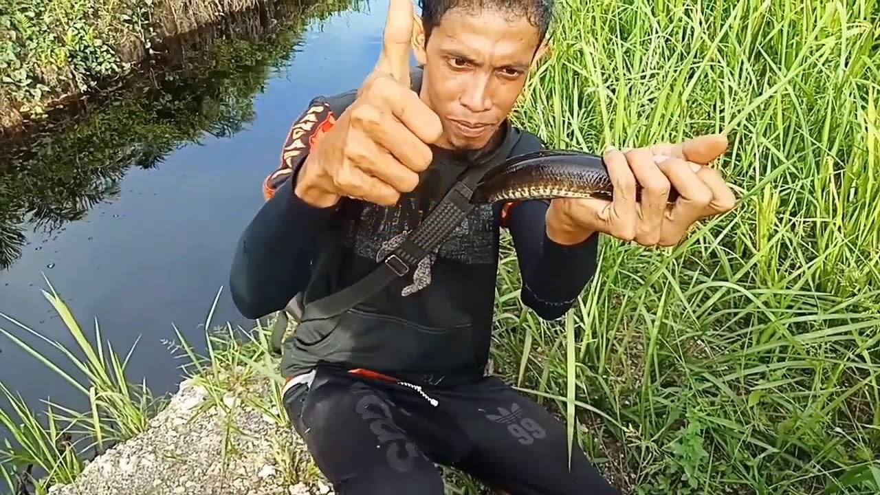 Mancing gabus gabus besar strike gabus terbesar 