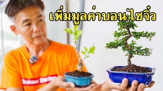 มือใหม่ทำได้ง่ายๆ เพิ่มมูลค่าบอนไซง่ายๆด้วยการเปลี่ยนกระถาง