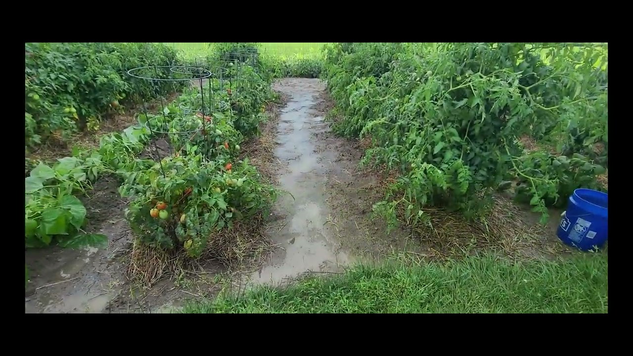 Summer Storm Puddles. July 28, 2025