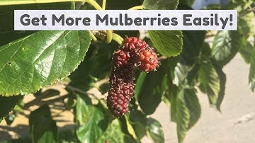Mulberry Season Over?  This Super Easy Trick Will Bring it Back!