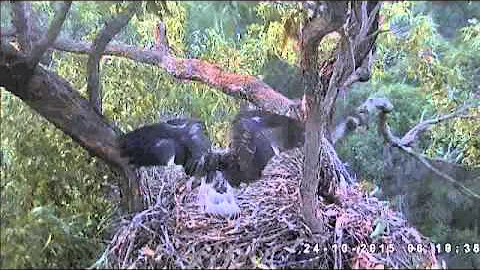 Sydney Sea Eagle's:   S16's first flight this morning, S15 still in the nest  Oct 24, 2015