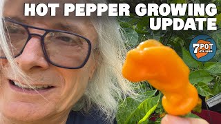 2021 Hot Pepper Grow Season Episode 6: Peppers are Popping! by 7 Pot Club 6,751 views 2 years ago 8 minutes, 55 seconds
