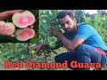 Red diamond guava fruit farming japanese red guava  contact no 6295779752
