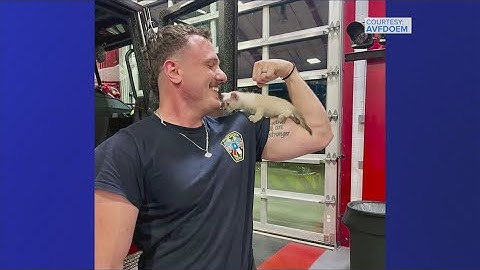 Kitten rescued from storm drain in Atascocita finds a forever home with firefighter