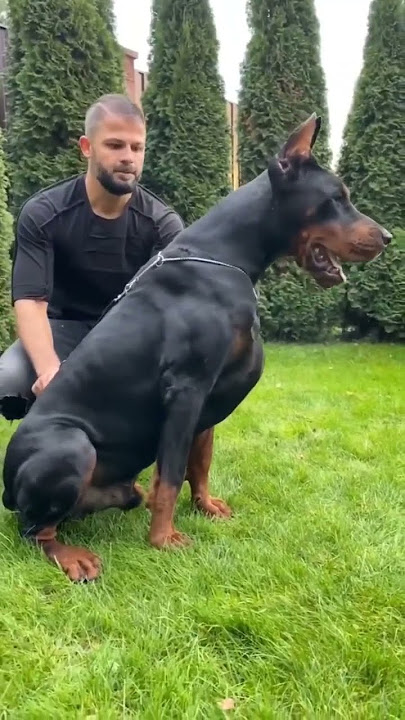 European #Doberman #kgf #viral #shorts
