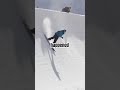 Physics have left the pipe... Scotty James 🤯 The Stomping Grounds