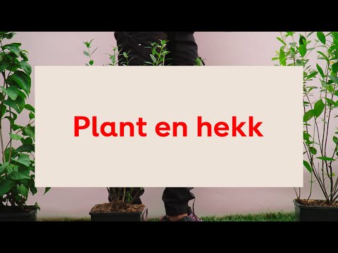 Video: Reproduksjon Av Verter Ved å Dele En Busk: Når Kan Du Dele En Busk Og Plante Den? Hvordan Plante Verten Om Sommeren? Hvordan Dele En Busk Uten å Grave Den Opp? Transplantasjon Vår 