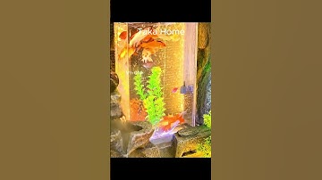 TIỂU CẢNH THÁC NƯỚC PHONG THỦY: BÍ QUYẾT BẤT NGỜ ĐEM LẠI TÀI LỘC VÀ THỊNH VƯỢNG #samtienvn #takahome