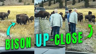Man and Woman Got Out of Their Car to See the Bison Up-Close