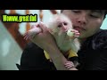 Baby monkey Rosi gets dad gives eats fruit everyday - MONKEY ROSI