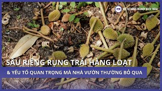 SẦU RIÊNG RỤNG TRÁI HÀNG LOẠT & YẾU TỐ QUAN TRỌNG MÀ NHÀ VƯỜN THƯỜNG BỎ QUA