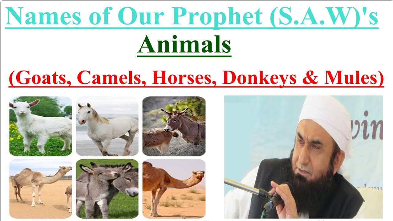 Animal Names of our Prophet(SAW) by Maulana Tariq Jameel sahab हमारे नबी आप S.A.W के जानवरों के नाम