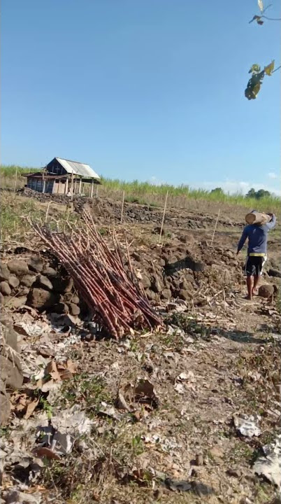STORY PEKERJA ANGKAT KAYU (MANOL KAYU JATI)