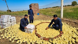Complete Setup For One Day Old Chicks 🐣 | Finally Added New group of Chicks At Open Farm | Mr Asad