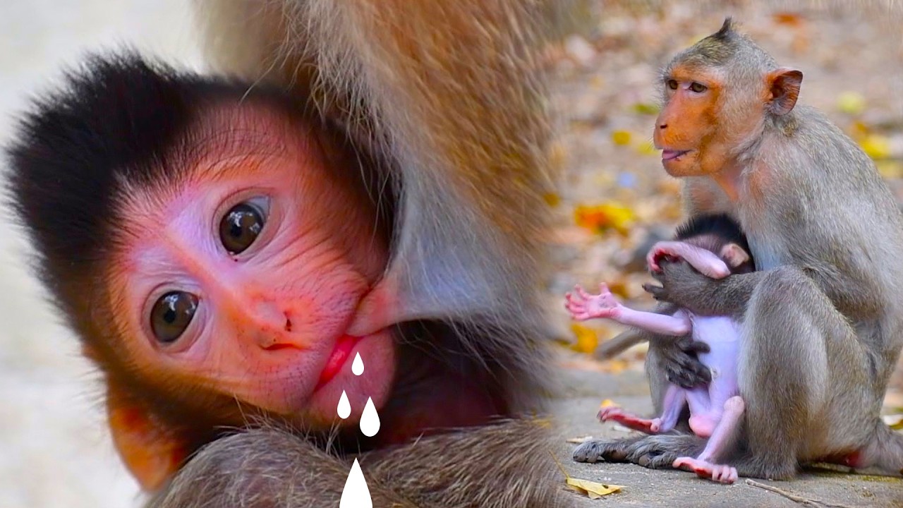 Super cute a movement baby monkey trying to getting milk and mom take care