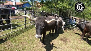 Feria de Ganado de San Vicente del Monte. ( Valdaliga). 24 Mayo 2025