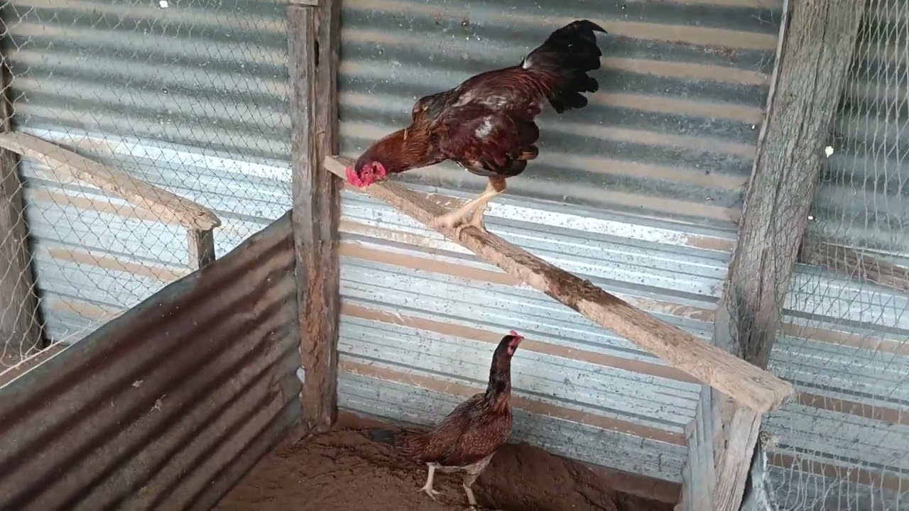 ผสมไก่ลงเหล่า 7 ชั่วโครต 2