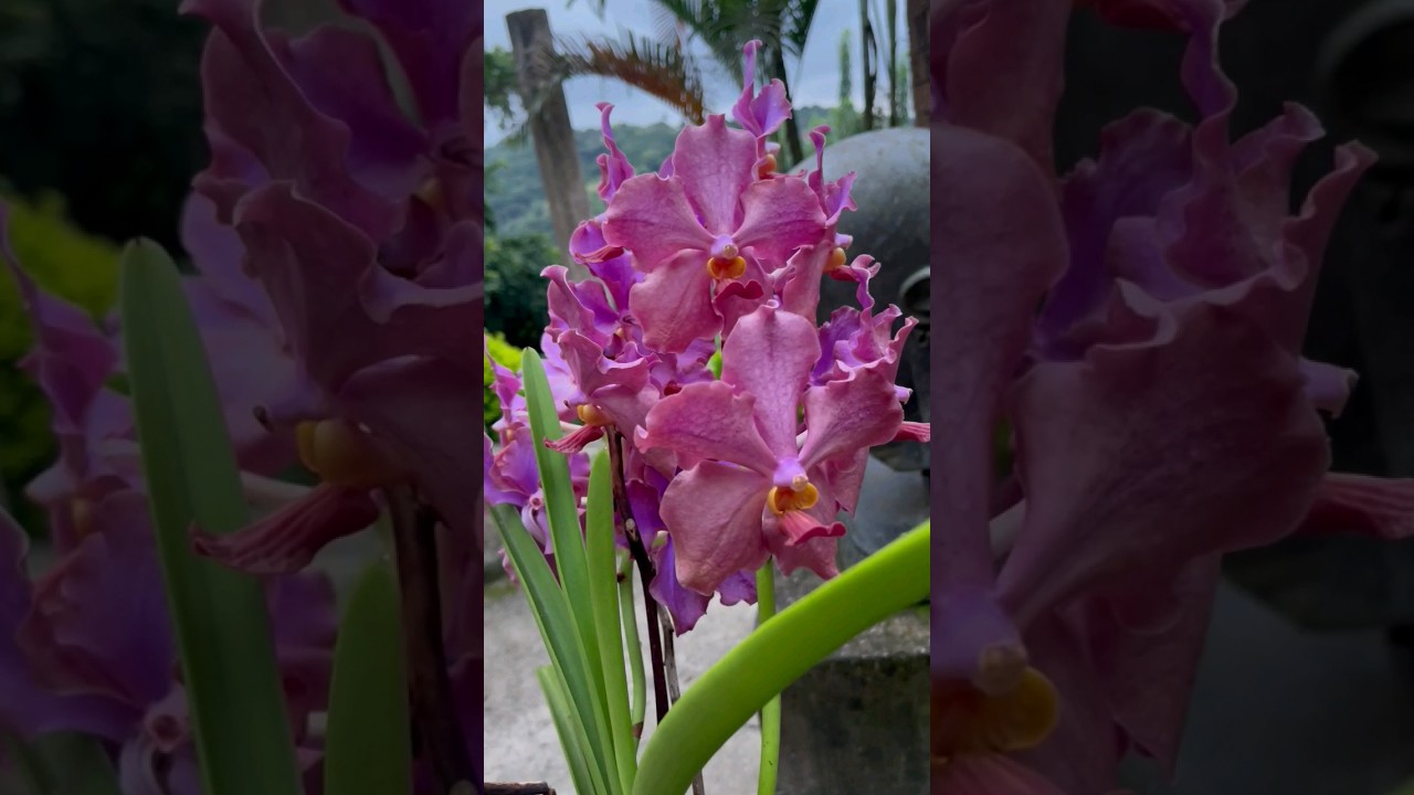 Vibrant semi terete Vanda orchid  
