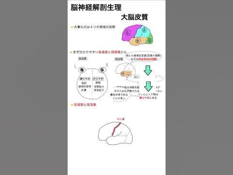 大脳皮質 看護師試験 実習生 勉強 看護実習 看護師国家試験 看護学生 看護師 YouTube